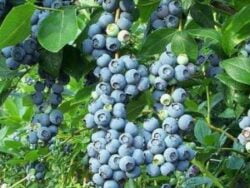 Afin de 3 ani- Brigitta si Elliot