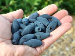 Lonicera Vostorg Ghivece P11