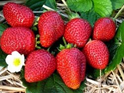 Capsuni Albion®Clasa A