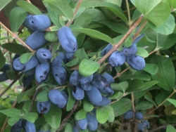 Lonicera Indigo Gem P11