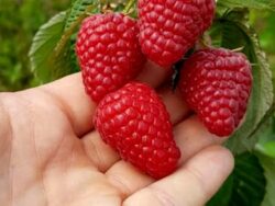 Zmeur Delniwa Ghivece P11