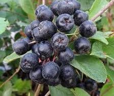 Aronia Nero Ghivece P11