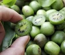 Kiwi Issai-autofertil P11