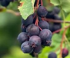 Saskatoon- Martin – Afin canadian