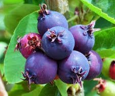 Saskatoon- Thiessen - Afin canadian