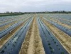 Folie mulcire neagra 1.2m, perforata 500m