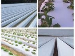 Folie mulcire alb-neagru 1.2m, perforata 500m