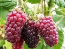 Mur-Zmeur-Tayberry P11