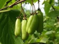 Kiwi dr. Szymanowski ghivece P9