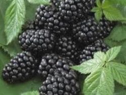 Mur Triple Crown P11